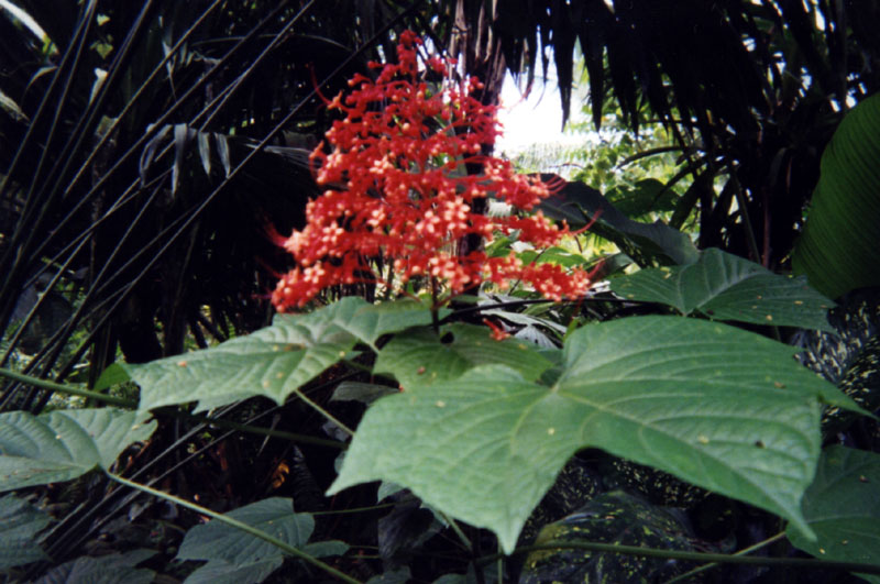 bigredflower