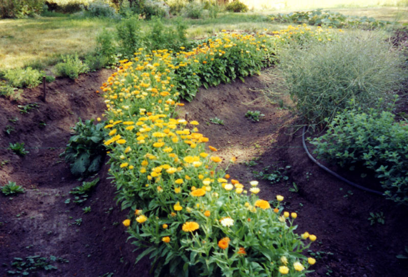 calendula