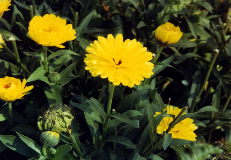 calendulacloselarge