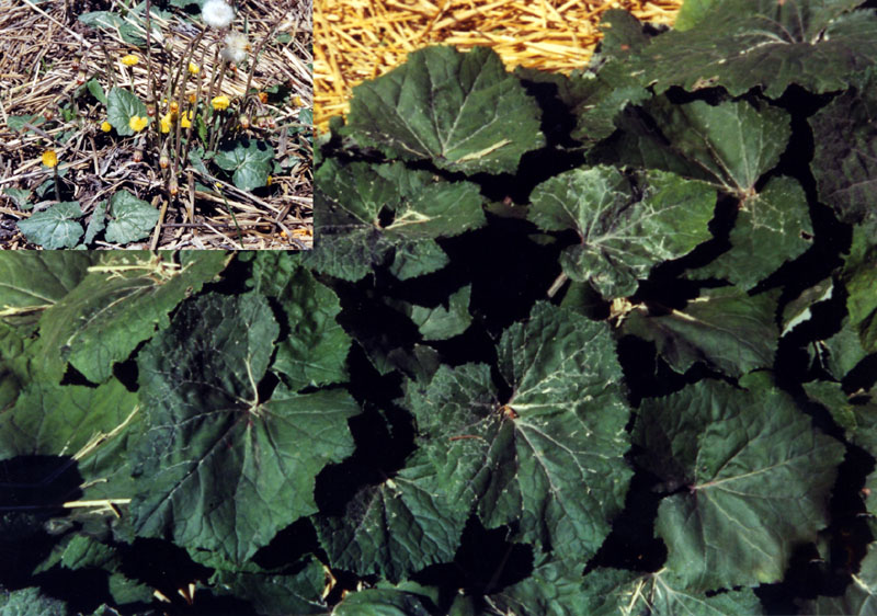 coltsfootlarge