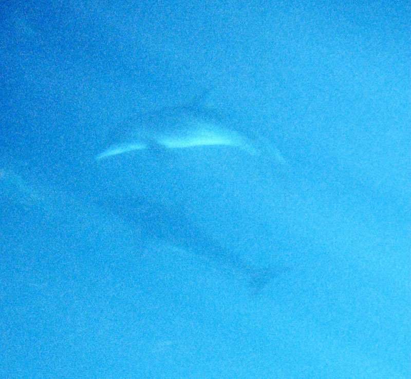 dolphin1