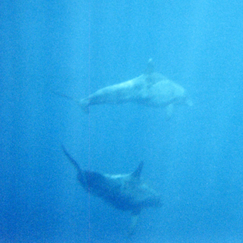 dolphin2