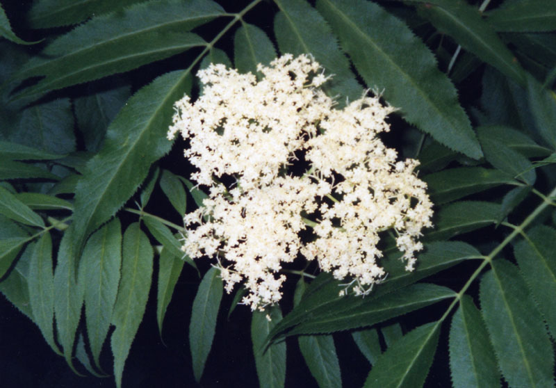 elderberrylarge