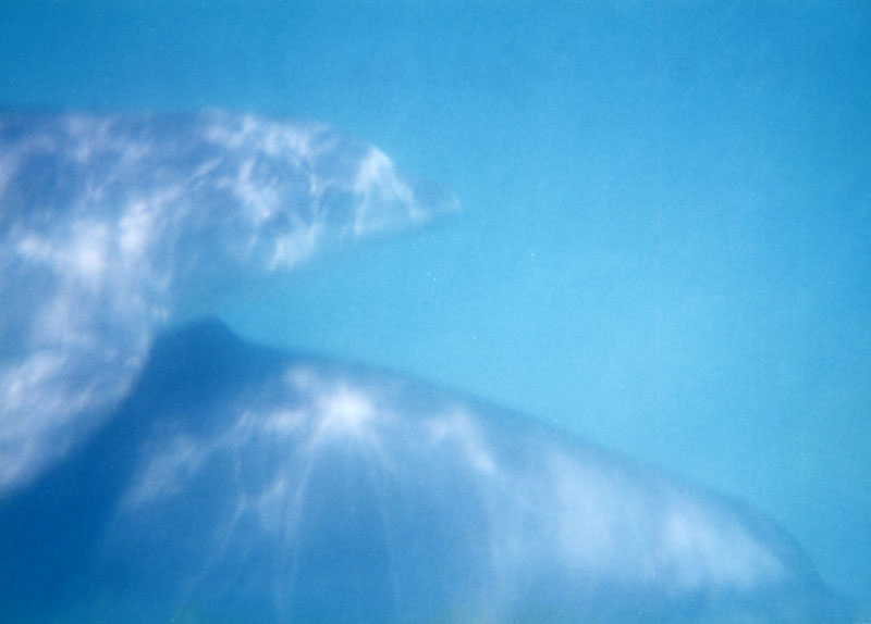 floridadolphins