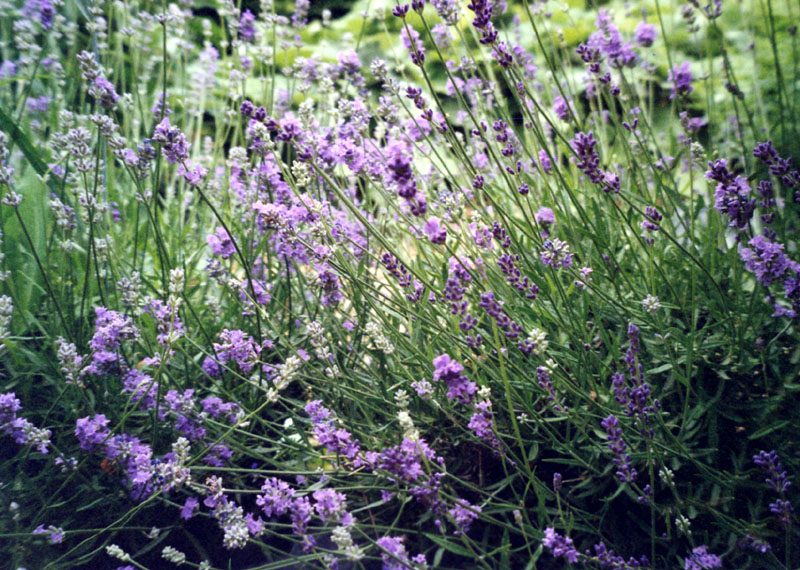 lavenderlarge