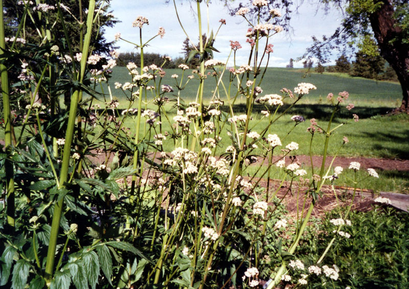 lovagelarge