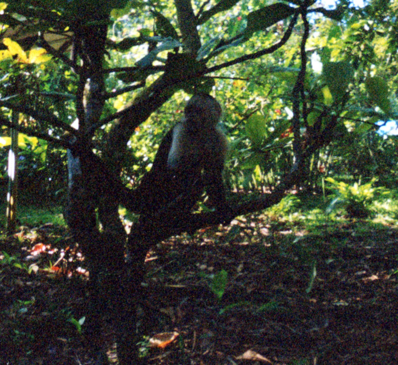 monkeylarge
